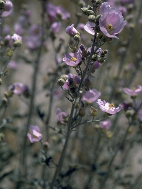 Sphaeralcea coulteri (Coulter's globemallow) #920