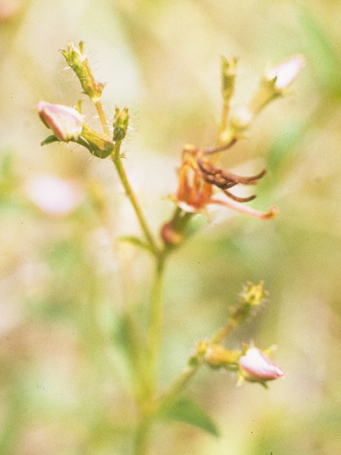 Rhexia mariana (Maryland meadow beauty) #958