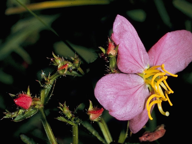 Rhexia virginica (Handsome-harry) #966