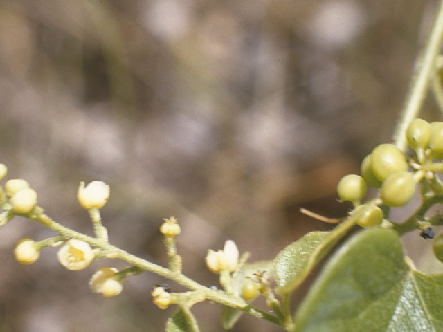 Cocculus carolinus (Carolina snailseed) #972