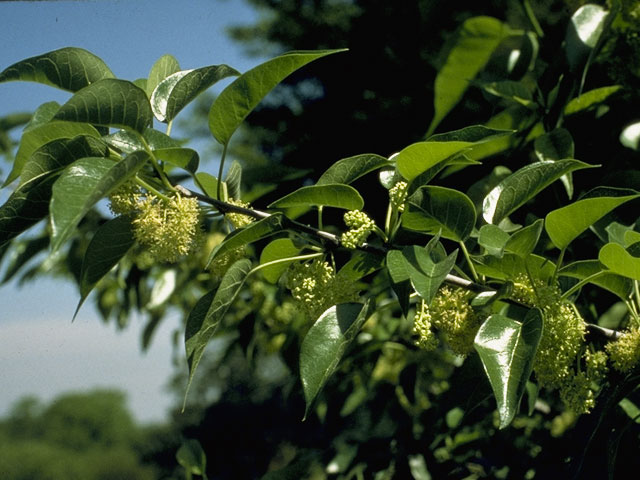 Maclura pomifera (Osage orange) #975