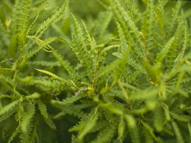 Comptonia peregrina (Sweet-fern) #983