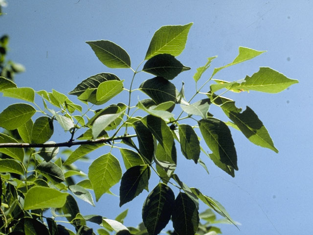 Fraxinus albicans (Texas ash) #1012