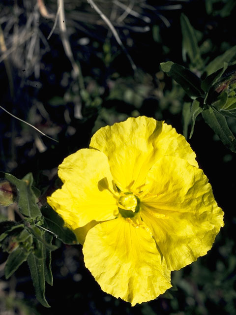 Calylophus hartwegii (Hartweg's sundrops) #1029