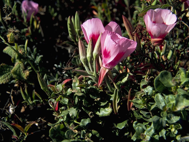 Clarkia amoena (Farewell to spring) #1040