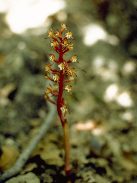 Corallorhiza maculata (Summer coralroot) #1081