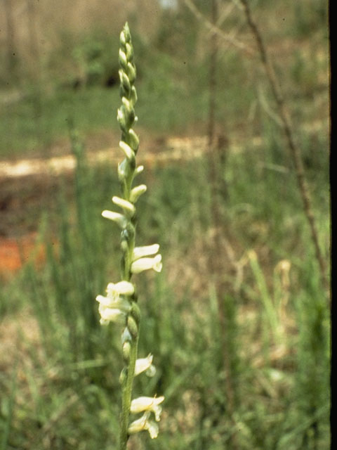 Spiranthes cernua (Nodding ladies'-tresses) #1115