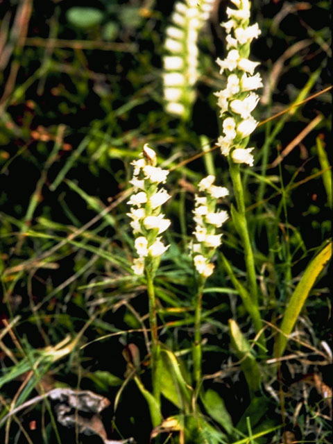 Spiranthes cernua (Nodding ladies'-tresses) #1116