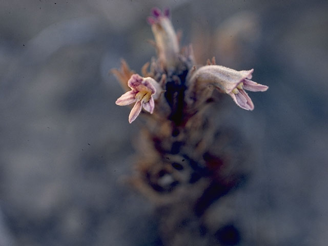 Orobanche ludoviciana (Louisiana broomrape) #1147