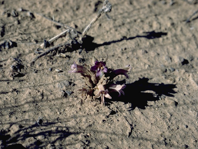 Orobanche ludoviciana (Louisiana broomrape) #1148