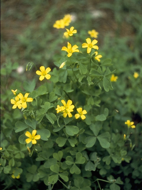 Oxalis stricta (Common yellow oxalis) #1160