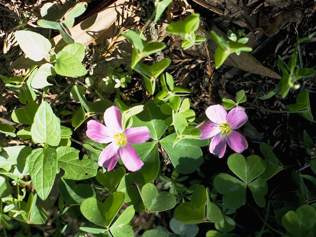 Oxalis oregana (Redwood-sorrel) #1170