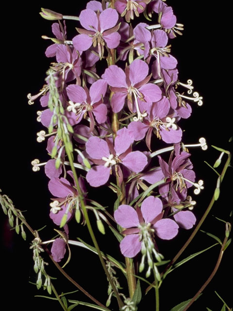 Chamerion angustifolium ssp. angustifolium (Fireweed) #1188