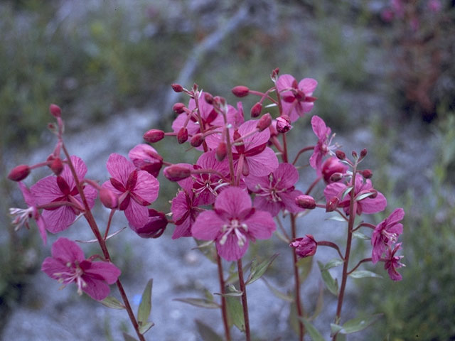 Chamerion angustifolium ssp. angustifolium (Fireweed) #1191