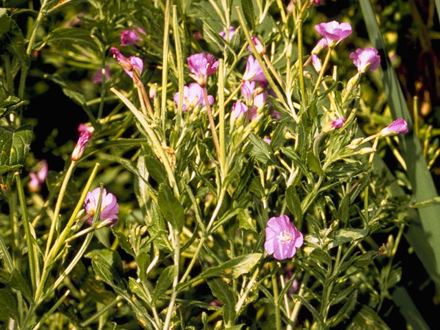 Epilobium ciliatum ssp. glandulosum (Fringed willowherb) #1198