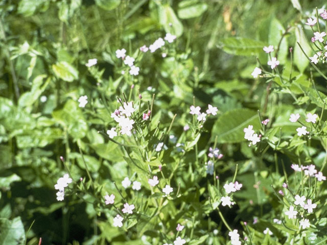 Epilobium hornemannii (Hornemann's willowherb) #1202