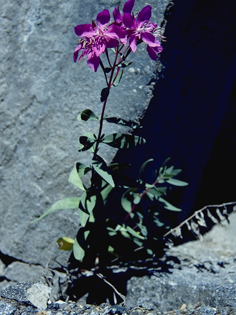 Chamerion latifolium (Dwarf fireweed) #1208