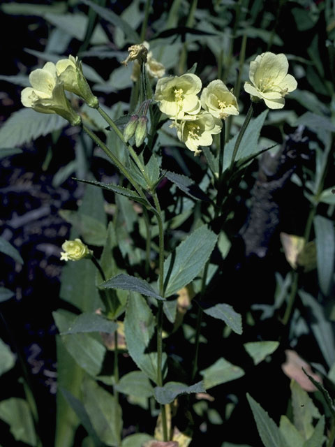 Epilobium luteum (Yellow willowherb) #1211