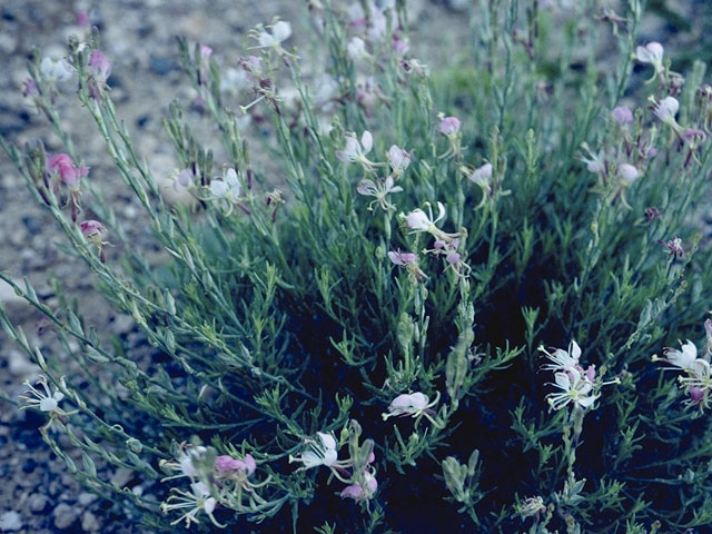 Oenothera sinuosa (Wavyleaf beeblossom) #1238