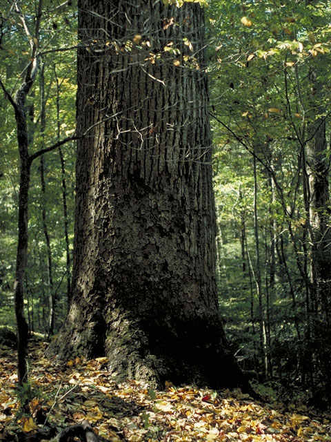 Liriodendron tulipifera (Tulip tree) #1253