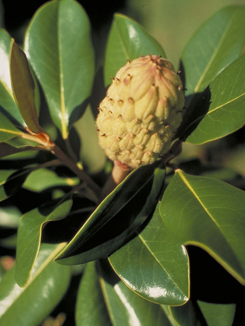 Magnolia grandiflora (Southern magnolia) #1264