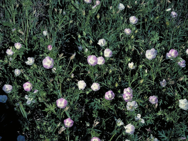 Callirhoe involucrata var. lineariloba (White poppymallow) #1313