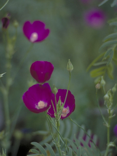 Callirhoe leiocarpa (Tall poppymallow) #1314