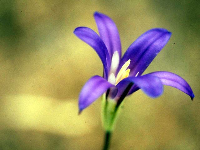 Brodiaea elegans (Harvest brodiaea) #1343