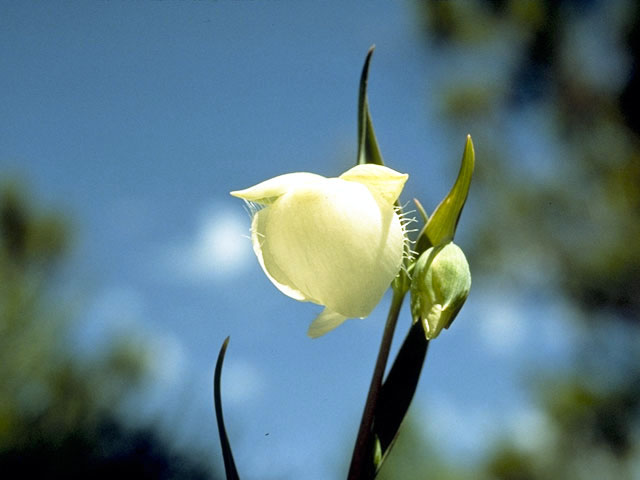 Calochortus albus (White fairy-lantern) #1377