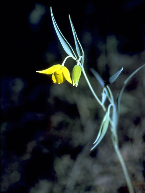 Calochortus amabilis (Diogenes' lantern) #1379