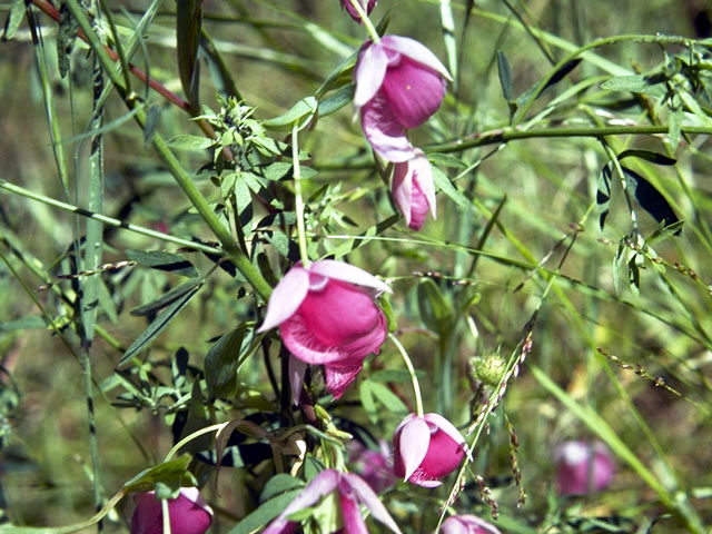 Calochortus amoenus (Purple fairy-lantern) #1383