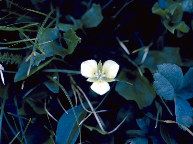 Calochortus apiculatus (Pointedtip mariposa lily) #1387