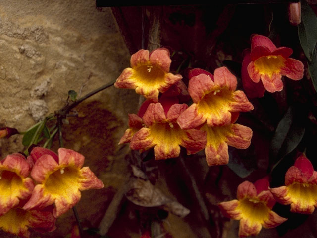 Bignonia capreolata (Crossvine) #1482