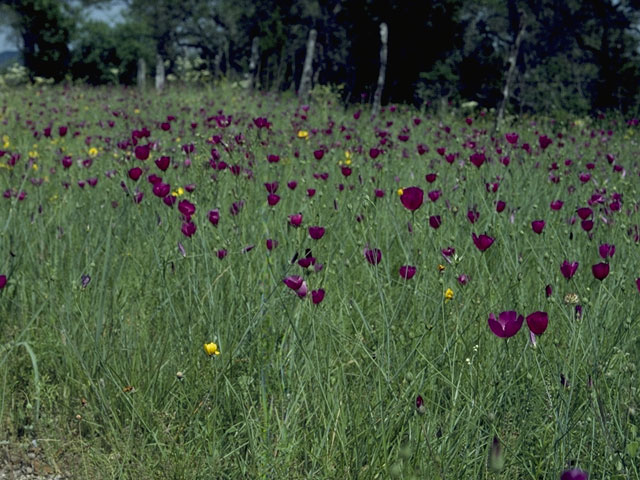 Callirhoe involucrata (Winecup) #1529