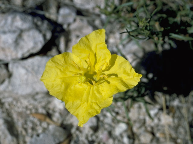 Calylophus hartwegii (Hartweg's sundrops) #1536