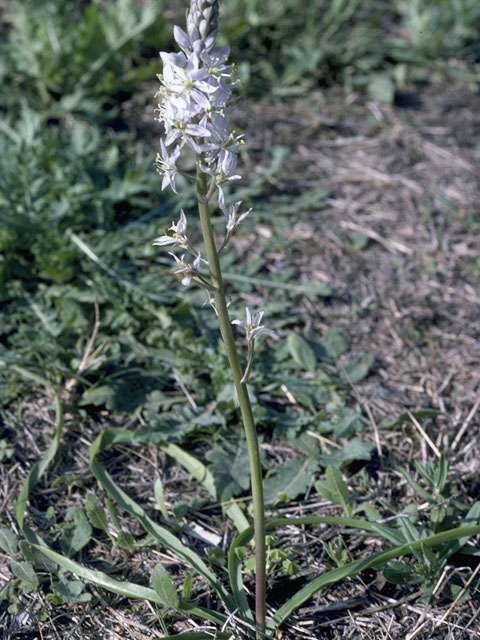 Camassia scilloides (Atlantic camas) #1544