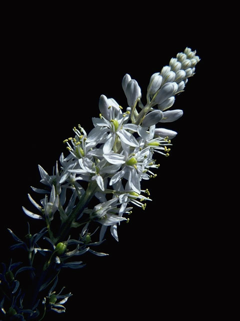 Camassia scilloides (Atlantic camas) #1546