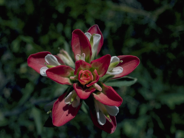 Castilleja indivisa (Texas indian paintbrush) #1575