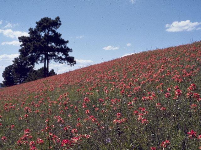 Castilleja indivisa (Texas indian paintbrush) #1578