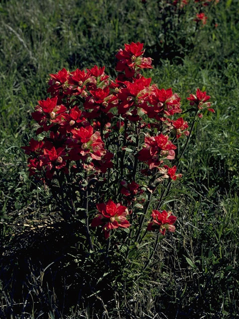 Castilleja indivisa (Texas indian paintbrush) #1583