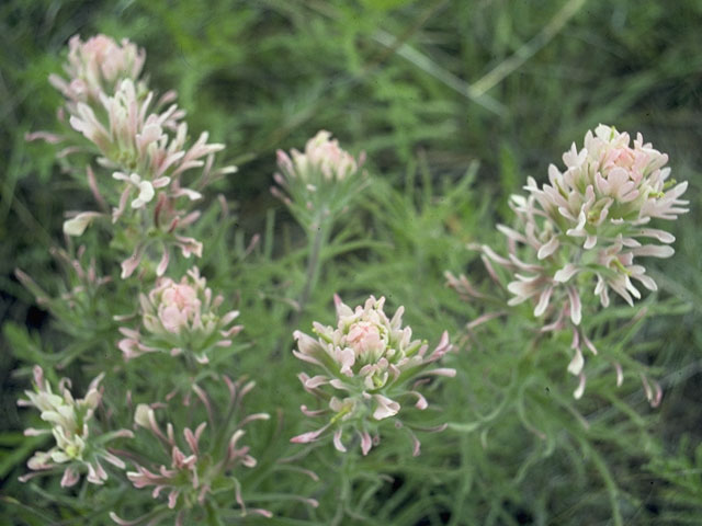 Castilleja purpurea var. purpurea (Purple paintbrush) #1596