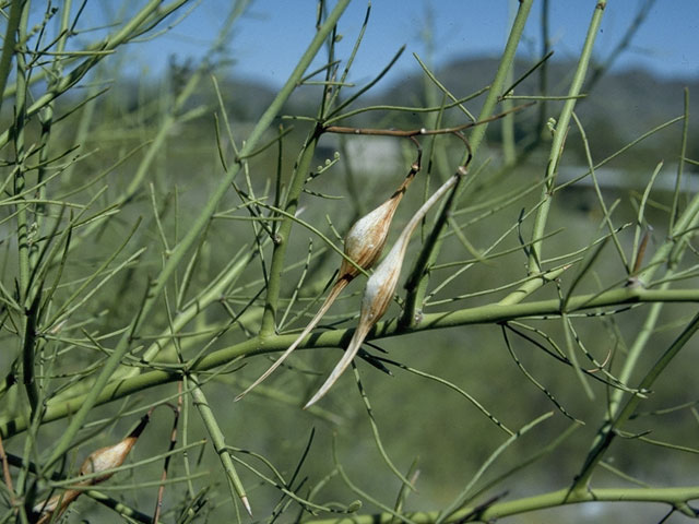 Parkinsonia florida (Blue paloverde) #1610