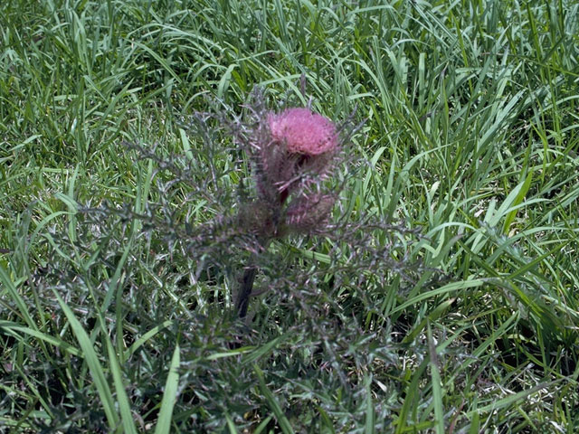 Cirsium horridulum (Bristle thistle) #1639