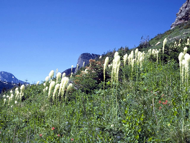 Xerophyllum tenax (Common beargrass) #1670