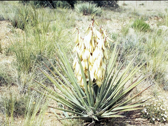 Yucca baccata (Banana yucca) #1678