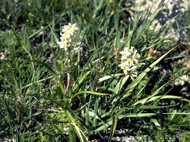 Zigadenus nuttallii (Nuttall's death camas) #1739