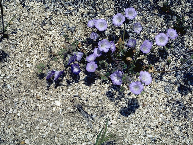 Phacelia fremontii (Fremont's phacelia) #1750