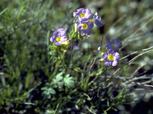 Phacelia fremontii (Fremont's phacelia) #1751