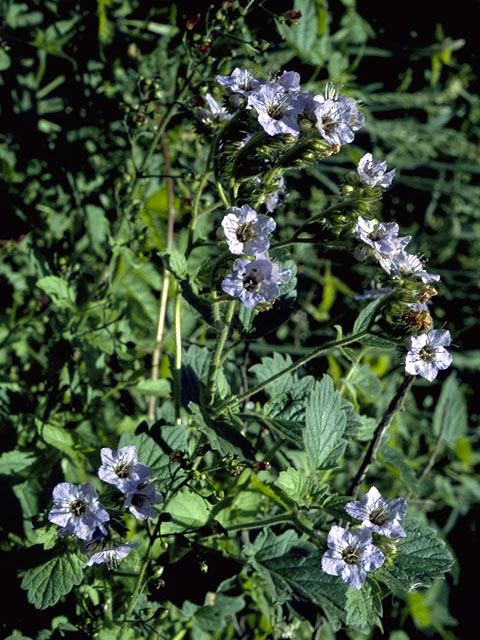 Phacelia glechomifolia (Pennyroyal leaf phacelia) #1752