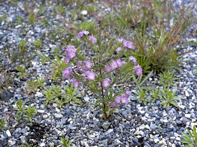 Phacelia linearis (Threadleaf phacelia) #1761